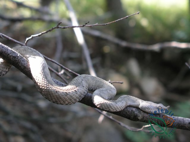 Naturpark Velebit 45